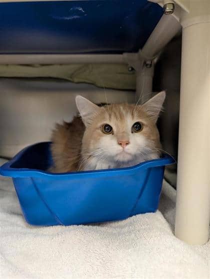 Mikey - Domestic Medium Hair cat available for adoption in Quebec