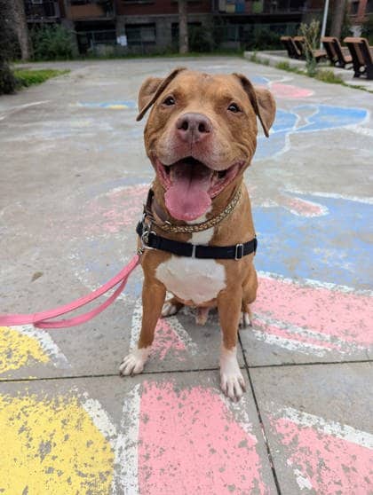 Ares - Mixed Breed available for adoption in Quebec