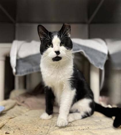 Belize - Domestic Shorthair cat available for adoption at Montreal SPCA in Montreal