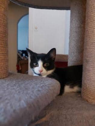 Roma - Domestic Shorthair cat available for adoption at Montreal SPCA in Montreal