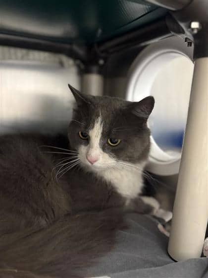 Elliot - Domestic Medium Hair cat available for adoption at Montreal SPCA in Montreal