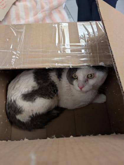Pepsi - Domestic Shorthair cat available for adoption at Montreal SPCA in Montreal
