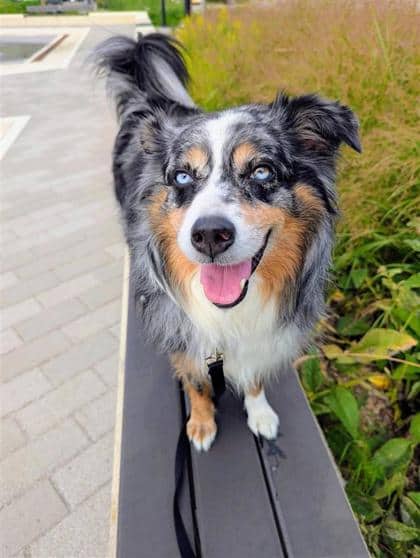 Luna - Mixed Breed available for adoption in Quebec