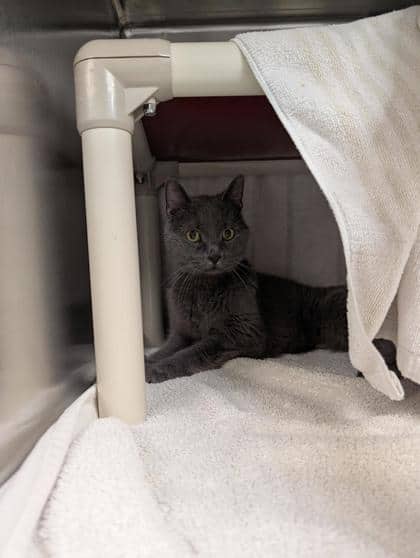 Aoki - Domestic Shorthair cat available for adoption at Montreal SPCA in Montreal