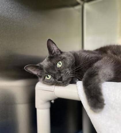 Charlie - Domestic Medium Hair cat available for adoption at Montreal SPCA in Montreal