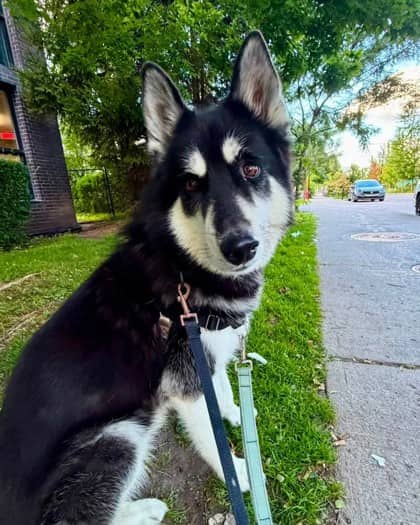 Mylo - Mixed Breed available for adoption in Quebec