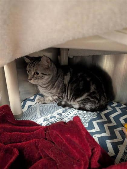 Coco - Domestic Shorthair cat available for adoption at Montreal SPCA in Montreal
