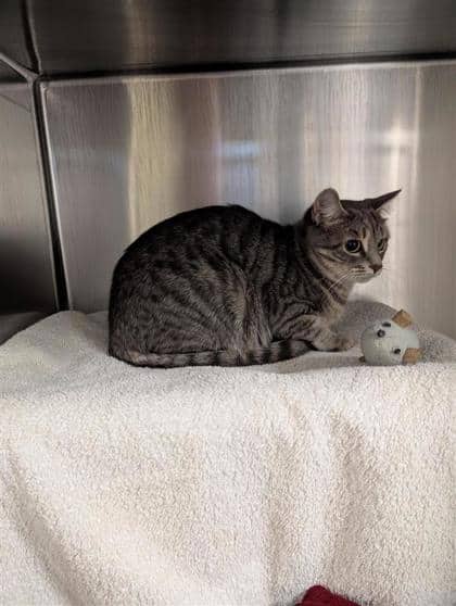 Happy - Domestic Shorthair cat available for adoption at Montreal SPCA in Montreal