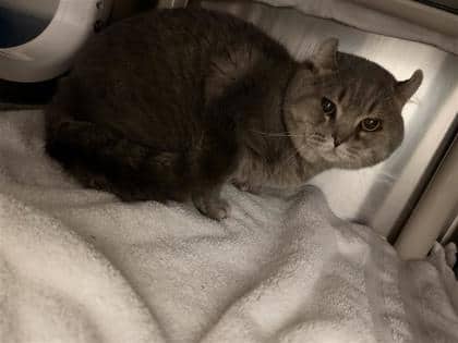 Sarajevo - Domestic Medium Hair cat available for adoption at Montreal SPCA in Montreal