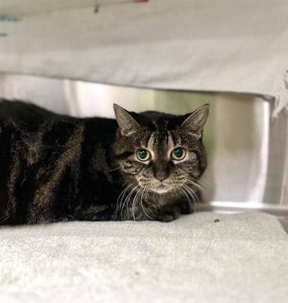 Pauline - Domestic Shorthair cat available for adoption at Montreal SPCA in Montreal