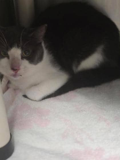 Sabin - Domestic Shorthair available for adoption
