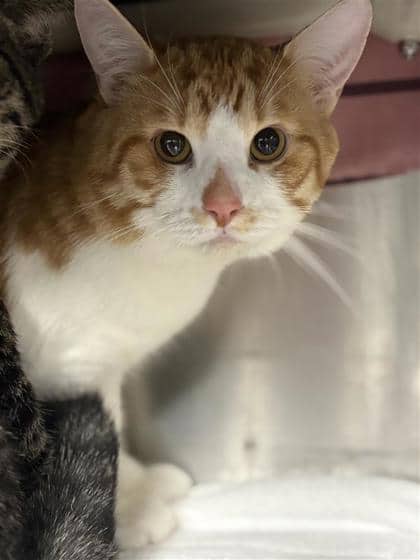 Kiwi - Domestic Shorthair cat available for adoption at Montreal SPCA in Montreal