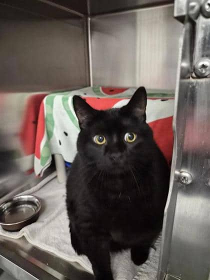 Merlou - Domestic Shorthair cat available for adoption at Montreal SPCA in Montreal