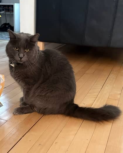 Bleuet - Domestic Medium Hair cat available for adoption at Montreal SPCA in Montreal