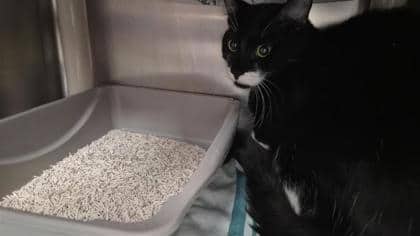 Costa - Domestic Shorthair cat available for adoption at Montreal SPCA in Montreal