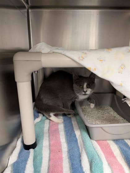 Hanoi - Domestic Shorthair cat available for adoption at Montreal SPCA in Montreal