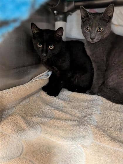 Kitty - Domestic Medium Hair cat available for adoption at Montreal SPCA in Montreal