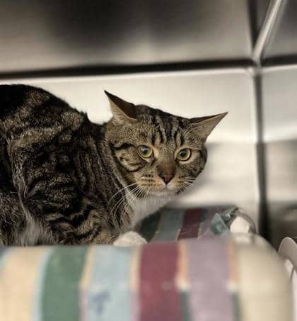 Jean Patrick - Domestic Shorthair cat available for adoption at Montreal SPCA in Montreal