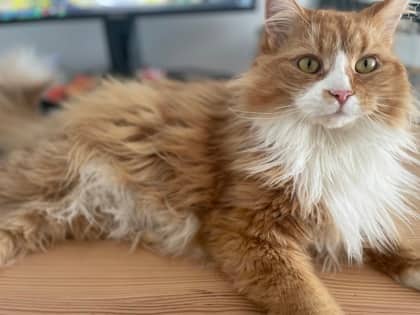 Mitaine - Domestic Shorthair cat available for adoption at Montreal SPCA in Montreal
