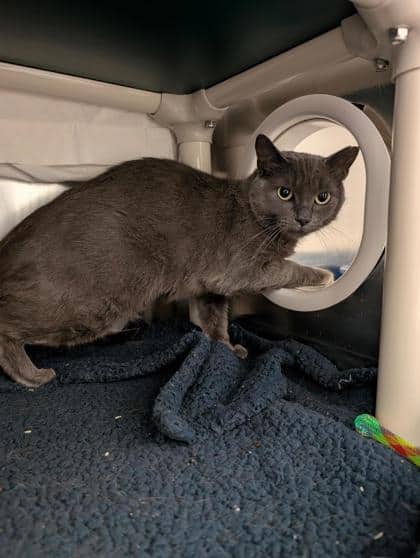 Arya Stark - Domestic Shorthair cat available for adoption at Montreal SPCA in Montreal