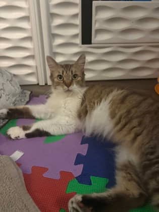 Soleil - Domestic Medium Hair available for adoption