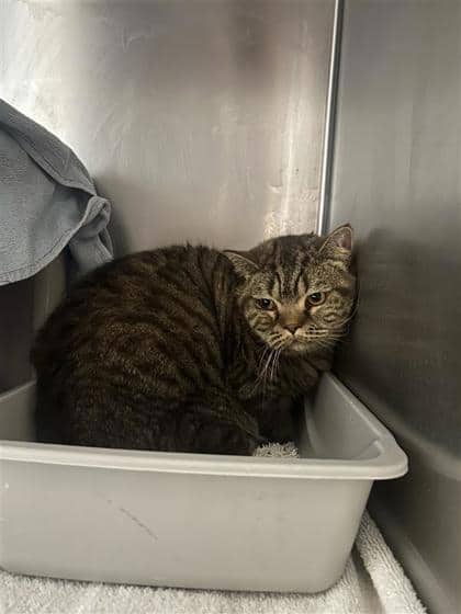 Rouquine - Domestic Medium Hair cat available for adoption at Montreal SPCA in Montreal
