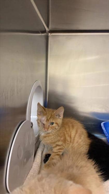 Melon - Domestic Shorthair cat available for adoption at Montreal SPCA in Montreal