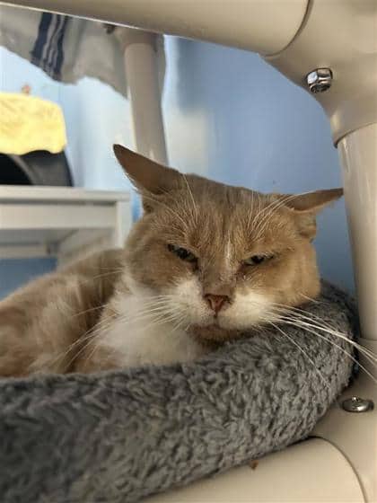 Roux - Domestic Shorthair available for adoption