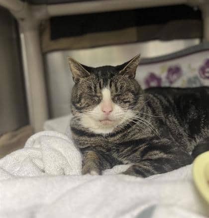 Monaco - Domestic Shorthair cat available for adoption at Montreal SPCA in Montreal