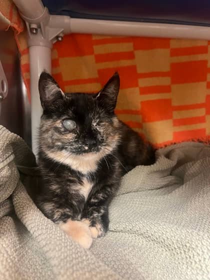Miel (Maman 2) - Domestic Shorthair cat available for adoption at Montreal SPCA in Montreal