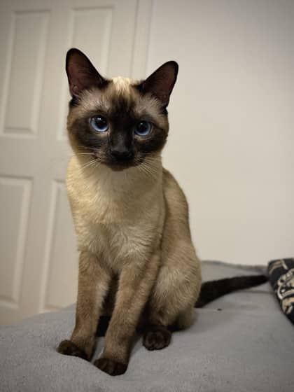 Mako - Domestic Shorthair available for adoption