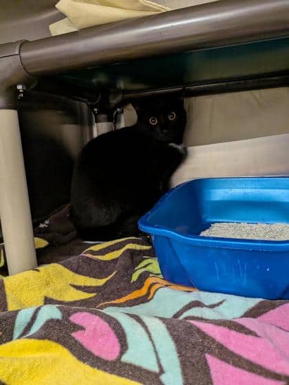 Poupou - Domestic Shorthair cat available for adoption at Montreal SPCA in Montreal