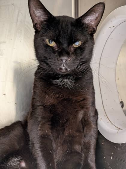 Munchlax - Domestic Shorthair cat available for adoption at Montreal SPCA in Montreal
