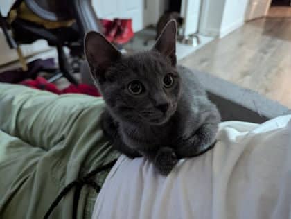 Link - Domestic Shorthair available for adoption