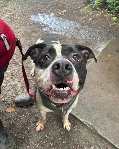 Lucky - Mixed Breed available for adoption