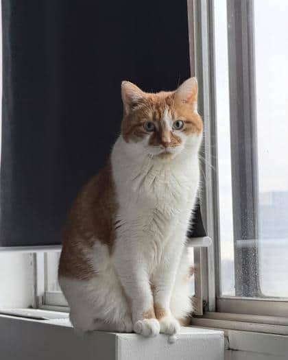 Gio - Domestic Shorthair cat available for adoption at Montreal SPCA in Montreal