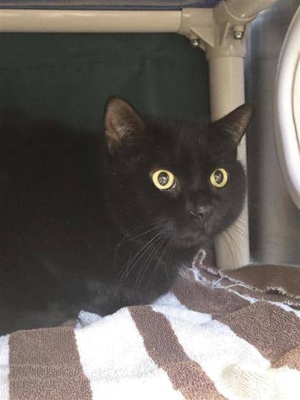 Scar - Domestic Shorthair cat available for adoption at Montreal SPCA in Montreal