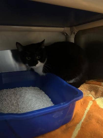 Guapo - Domestic Shorthair cat available for adoption at Montreal SPCA in Montreal