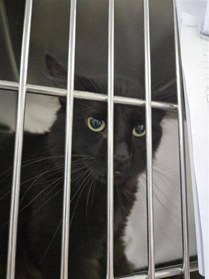 Azuki - Domestic Longhair available for adoption