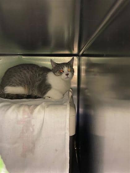 Boba - Domestic Shorthair cat available for adoption at Montreal SPCA in Montreal