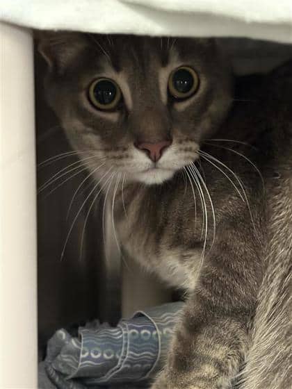 Budapest - Domestic Shorthair cat available for adoption at Montreal SPCA in Montreal