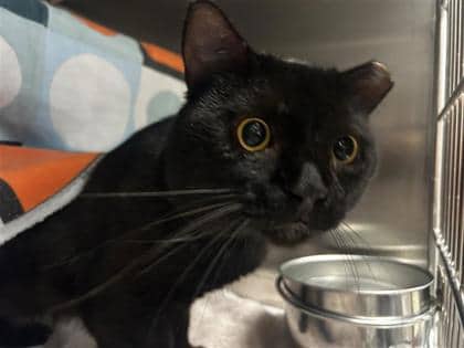 Coyote - Domestic Shorthair cat available for adoption at Montreal SPCA in Montreal