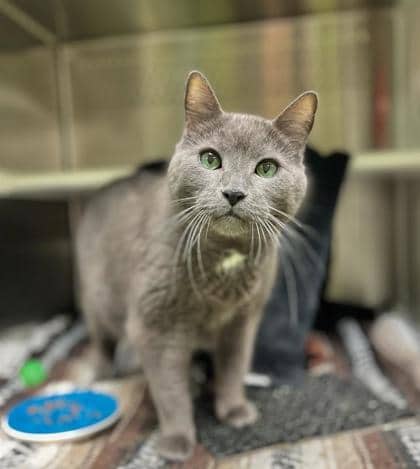 Blake - Domestic Shorthair cat available for adoption at Montreal SPCA in Montreal