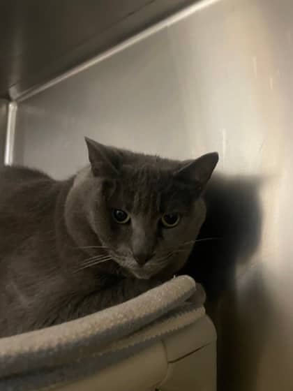 Mozart - Domestic Shorthair cat available for adoption at Montreal SPCA in Montreal