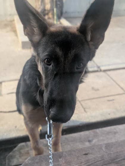 Tabitha - Mixed Breed available for adoption in Quebec