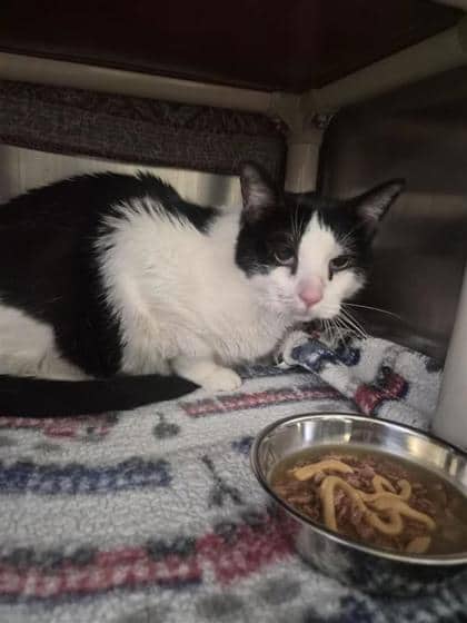 Toby ARRON - Domestic Medium Hair available for adoption