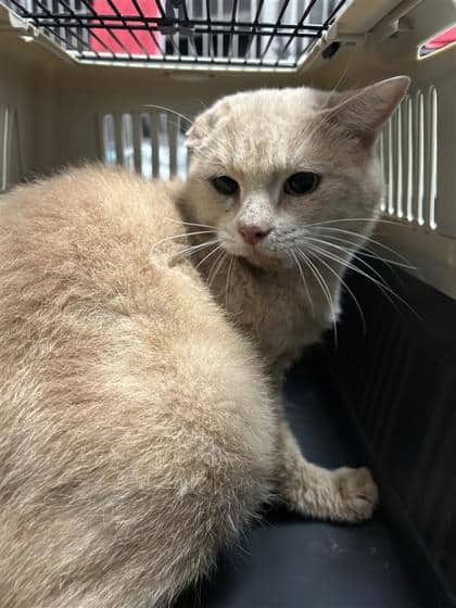Shah - Domestic Medium Hair cat available for adoption at Montreal SPCA in Montreal