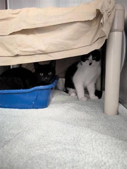 2000470569 - Domestic Shorthair cat available for adoption in Quebec