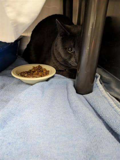 Azur - Domestic Shorthair cat available for adoption in Quebec