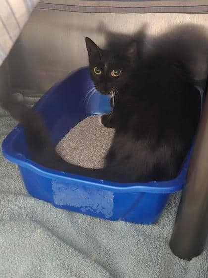 Solveig - Domestic Shorthair available for adoption